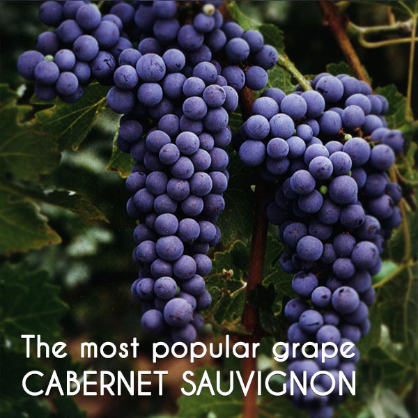 Giới thiệu về nho Cabernet Sauvignon