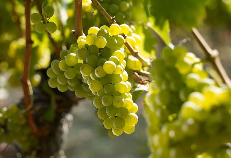 Giới thiệu về nho Sauvignon Blanc