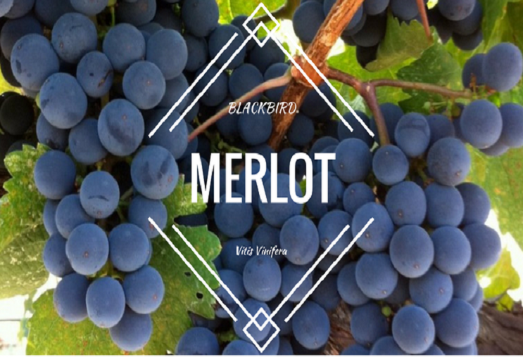 Giới thiệu về nho Merlot