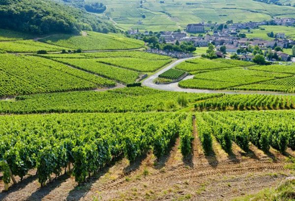 Giới thiệu về vùng Bordeaux
