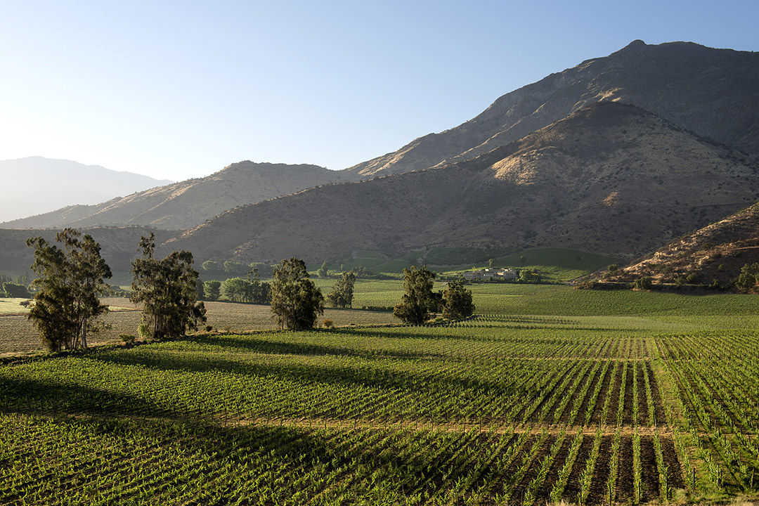 Giới thiệu về vùng Maipo Valley